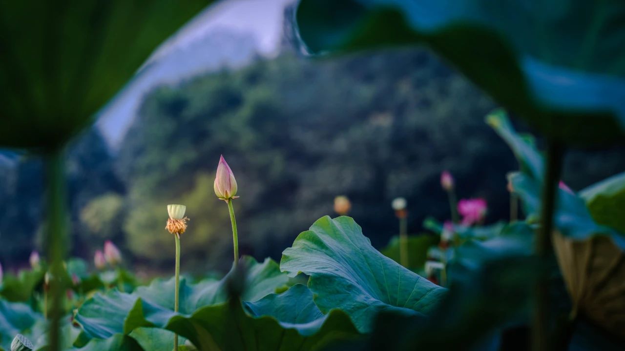 7 great places to enjoy lotus flowers in Leshan in as little as 15 minutes!(图5)