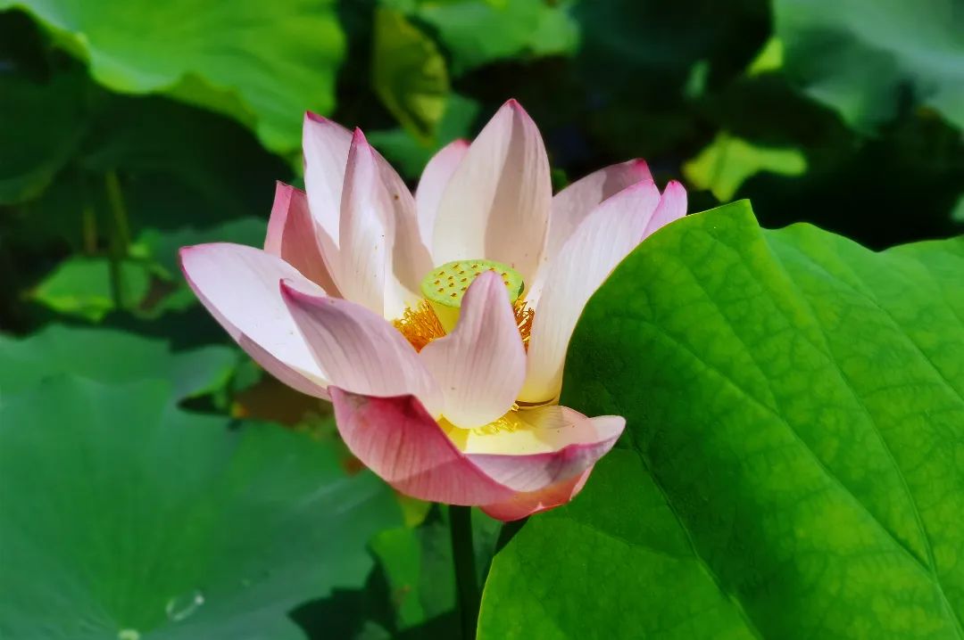 7 great places to enjoy lotus flowers in Leshan in as little as 15 minutes!(图6)