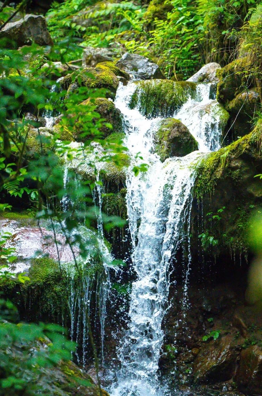 The scenery is absolutely beautiful! Lets go hiking in Leshan, the "Forest Oxygen Bar".(图7)