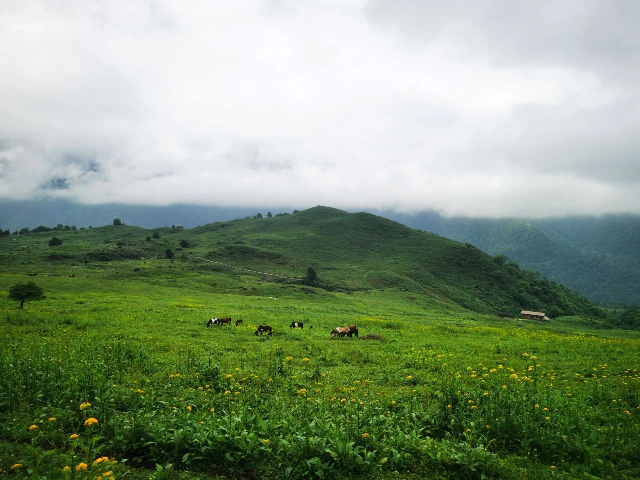 The scenery is absolutely beautiful! Lets go hiking in Leshan, the "Forest Oxygen Bar".(图4)