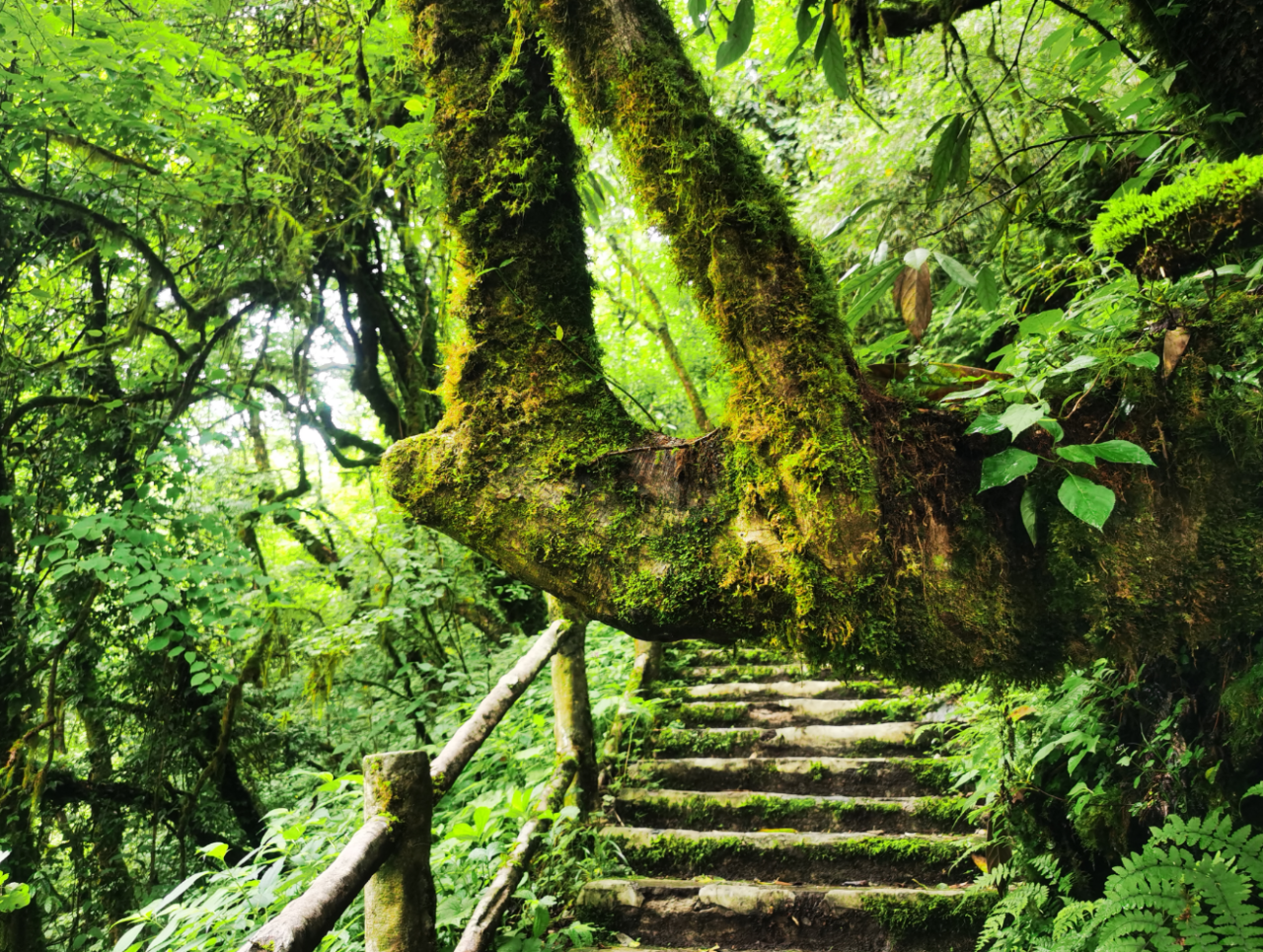The scenery is absolutely beautiful! Lets go hiking in Leshan, the "Forest Oxygen Bar".(图6)