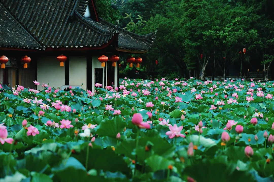 Lotus flowers in these places in Leshan are so beautiful!(图1)
