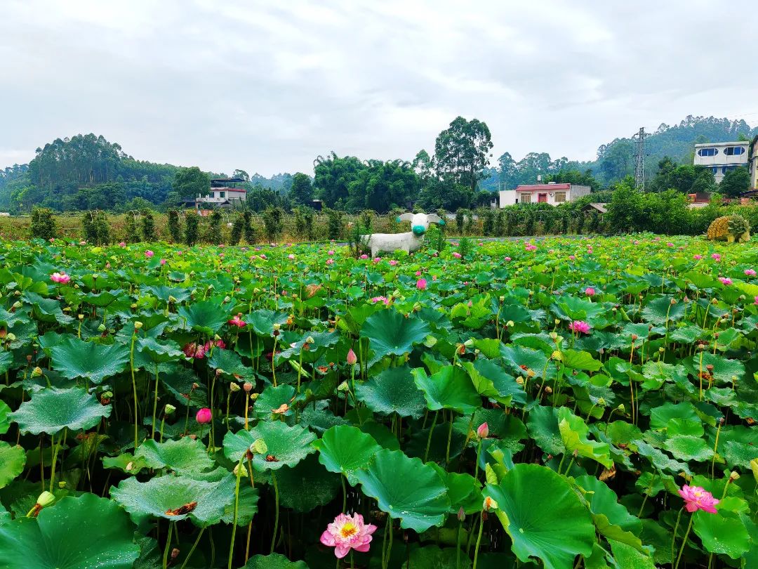 Lotus flowers in these places in Leshan are so beautiful!(图2)